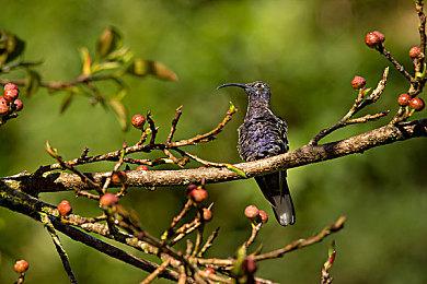 《EA Sports FC 24》上架Steam：采用D加密支持中文 标准版248元